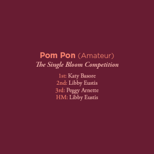 Pom Pon Amateur